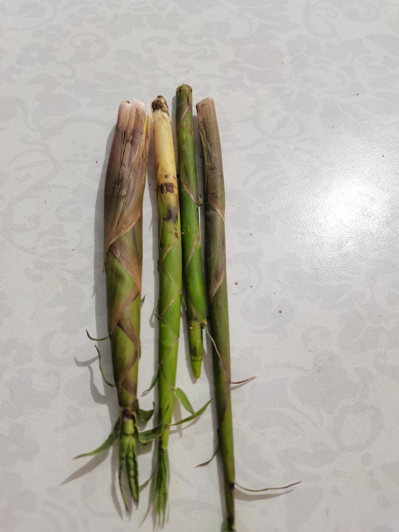 春天吃的鲜美，就是好时节。