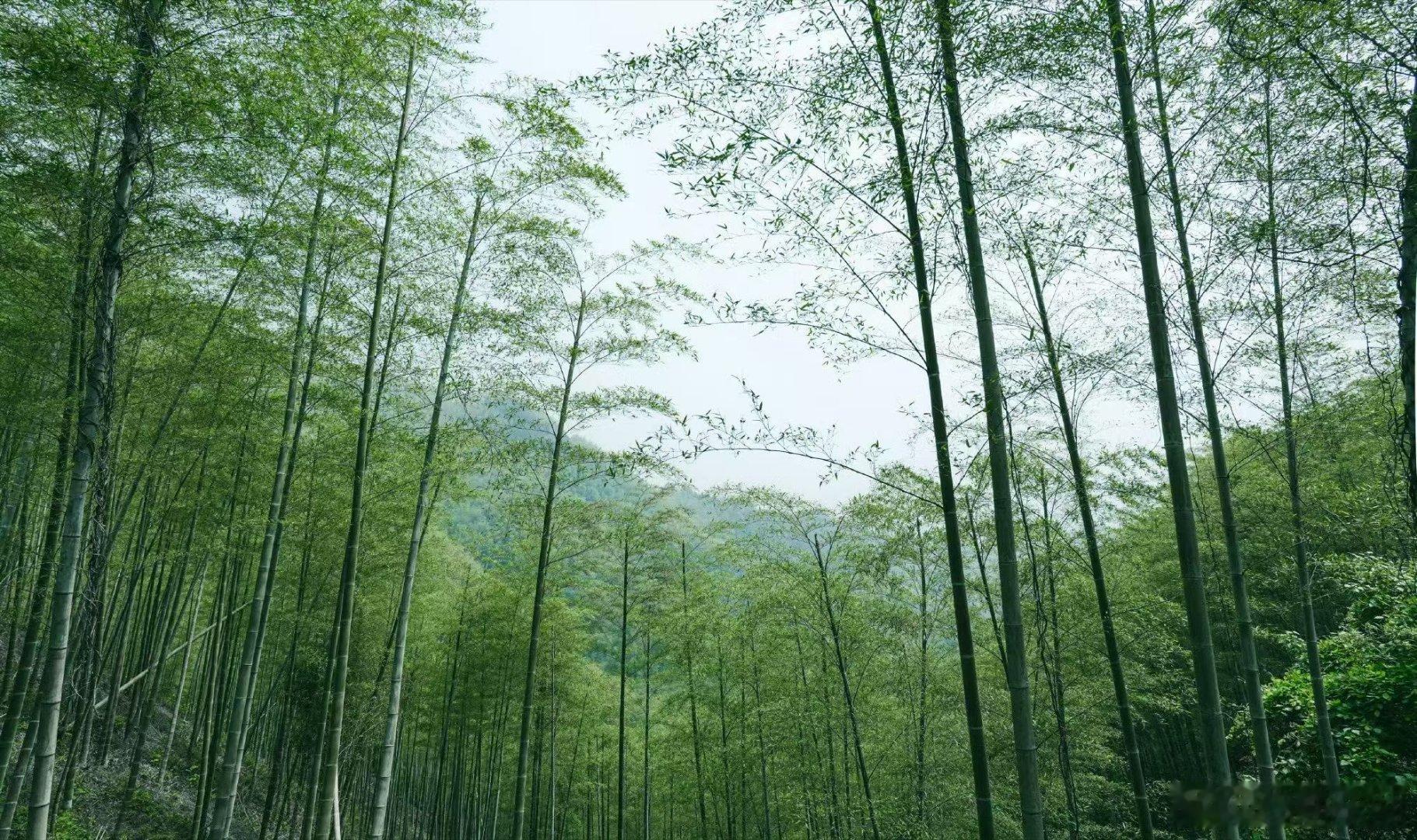 随缘心令我们洒脱；平常心让我们从容；慈悲心帮我们积善；感恩心使我们幸福；因果心让