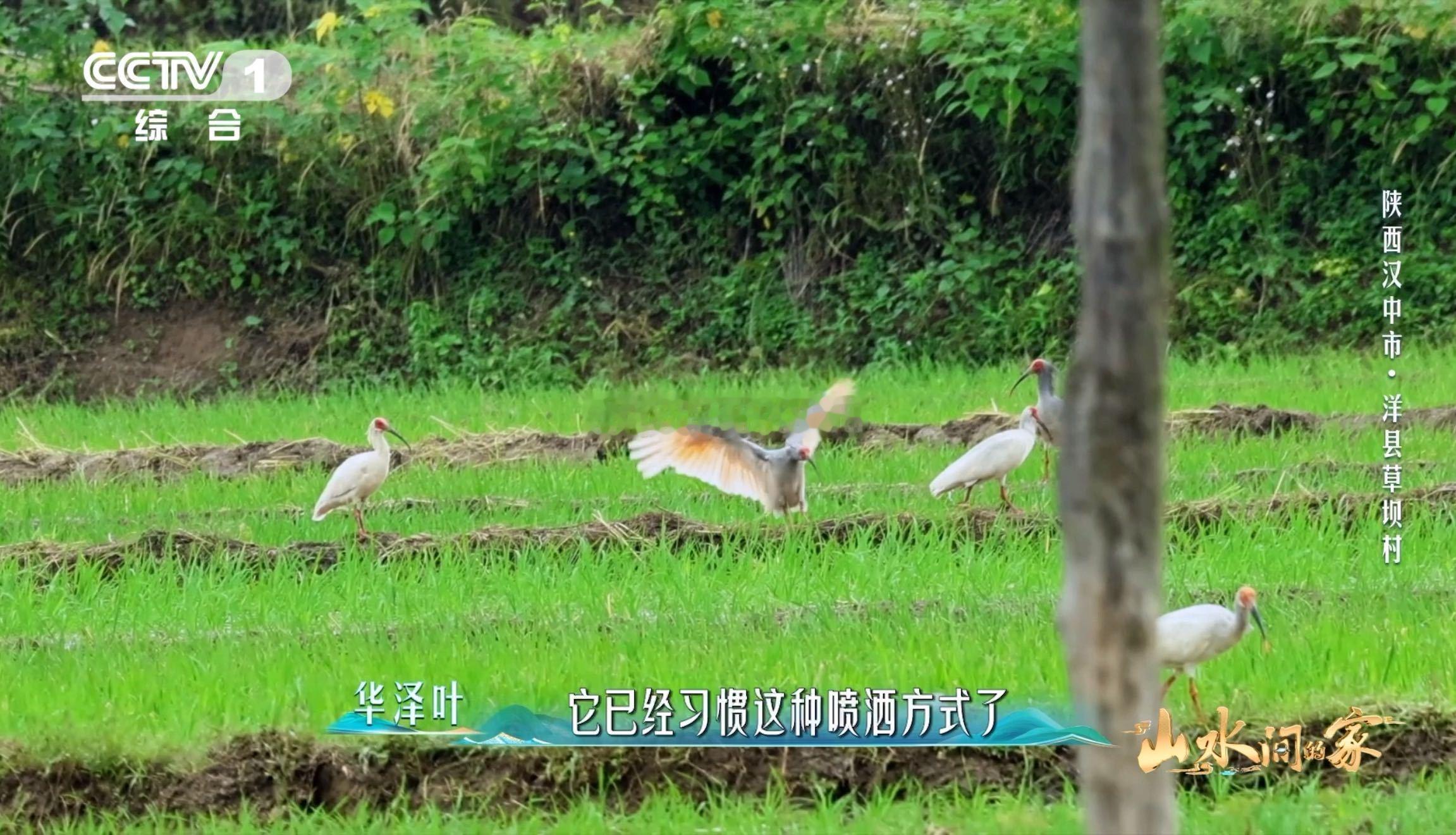 国宝和村民各忙各的村民给干饭国宝留门 村民在院里晒玉米，见朱鹮落在墙头张望，特意