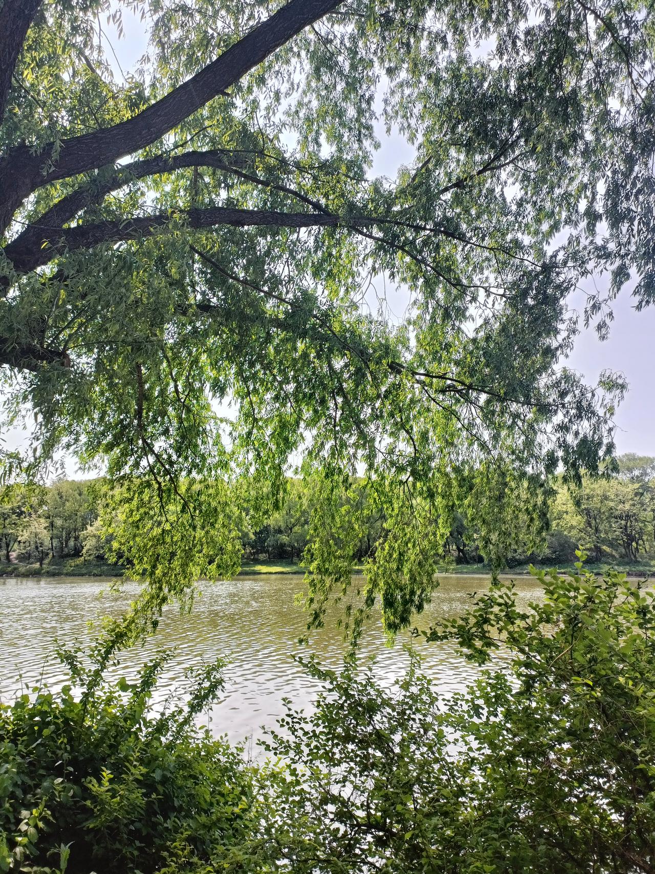 晒图笔记大赛公园里的树木，湖水