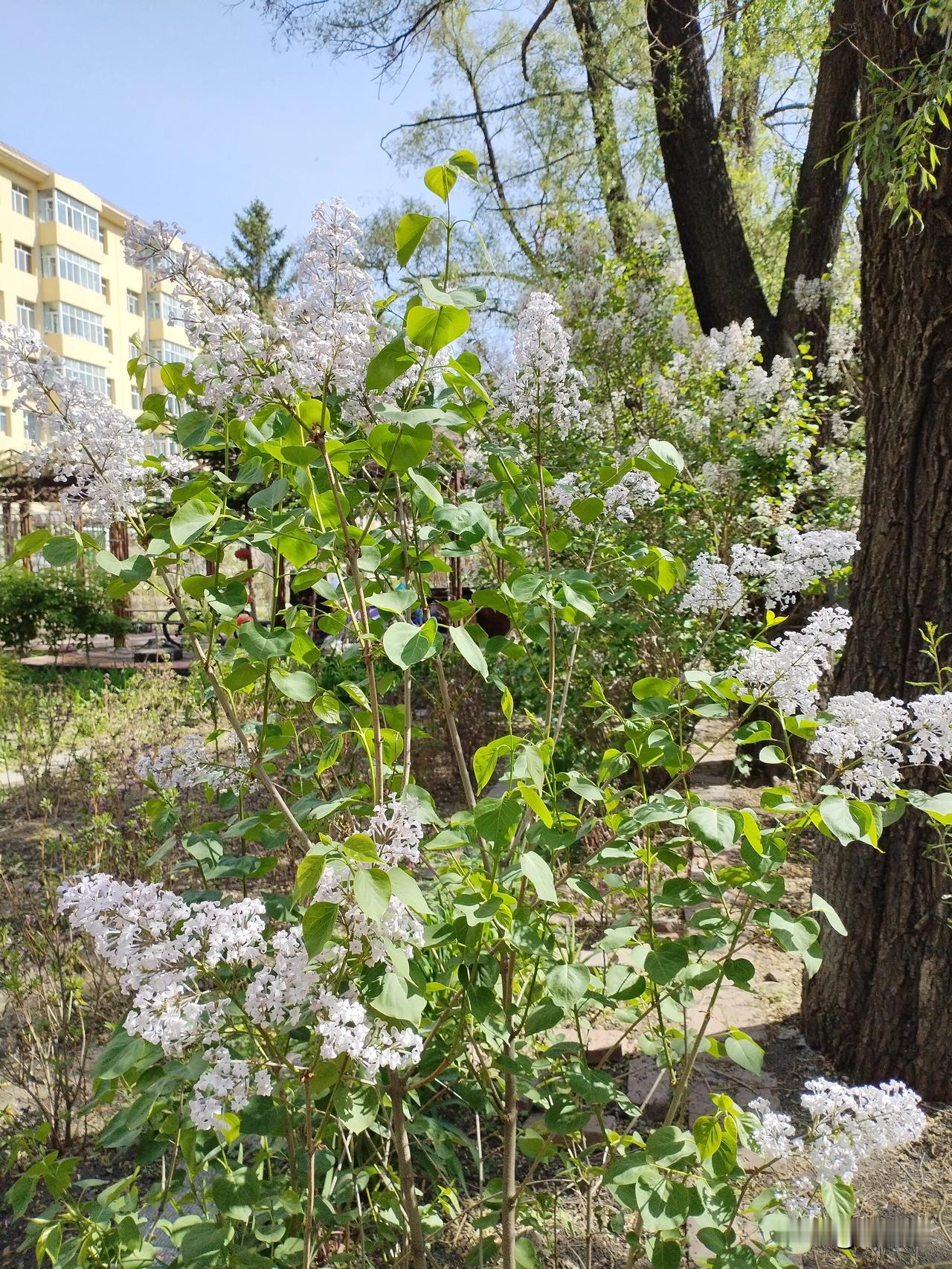 紫丁香
紫丁繁茂岂只香，
随风摇曳艳八方。
短暂风华诚可贵，
请续句……
（一生