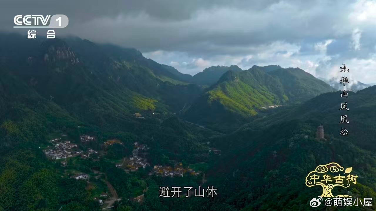 约1400岁古松树像一只大凤凰风一吹千年古松秒变展翅凤凰 在九华山见到了真正的“