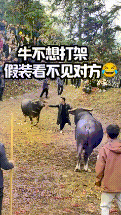 这两头牛应该是发小！


不是看不见，是一开始就认出了彼此！
这个世道，牛都看明