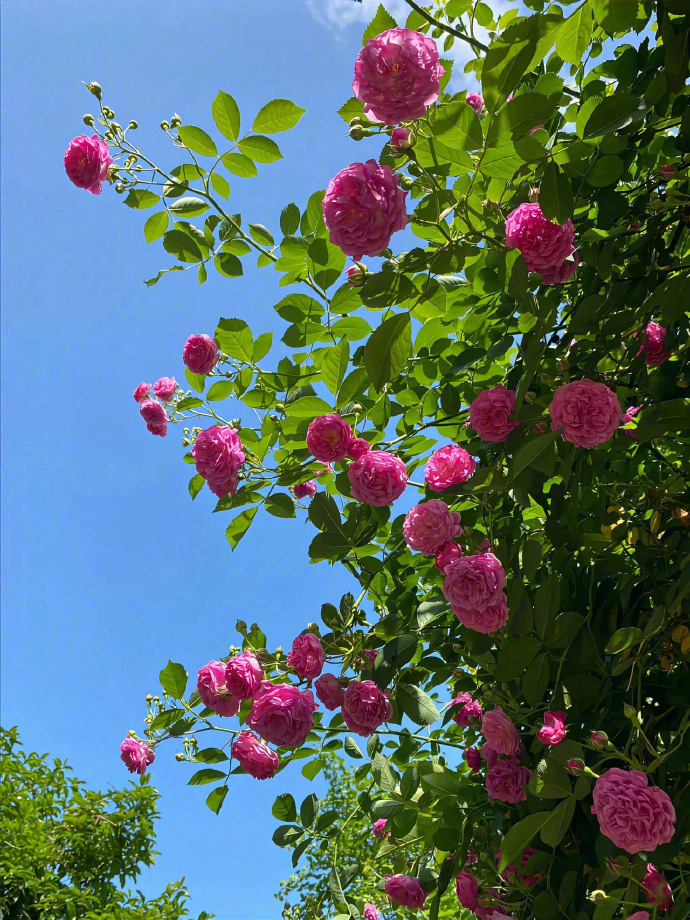𝗷𝘂𝘀𝘁 𝘀𝗺𝗶𝗹𝗲 ◡̈🌺用具体的快乐对抗不具体的焦虑 