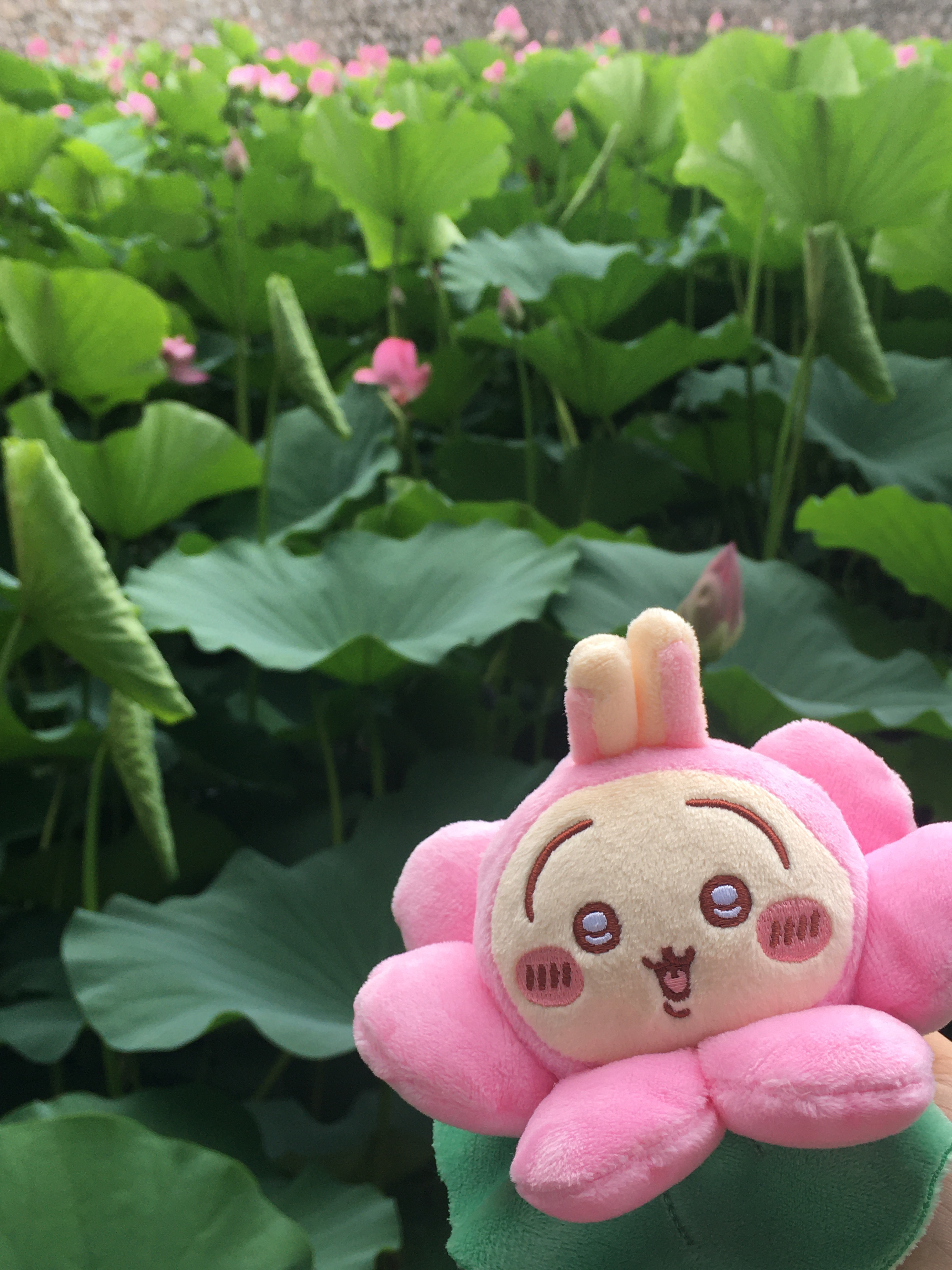 接天莲叶无穷碧，映日飒旗别样红！ 