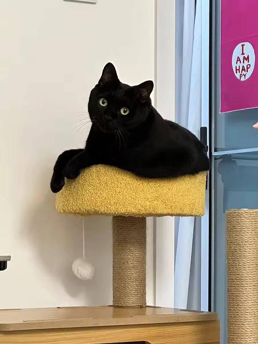 996的上班族养猫猫是种什么样的体验？