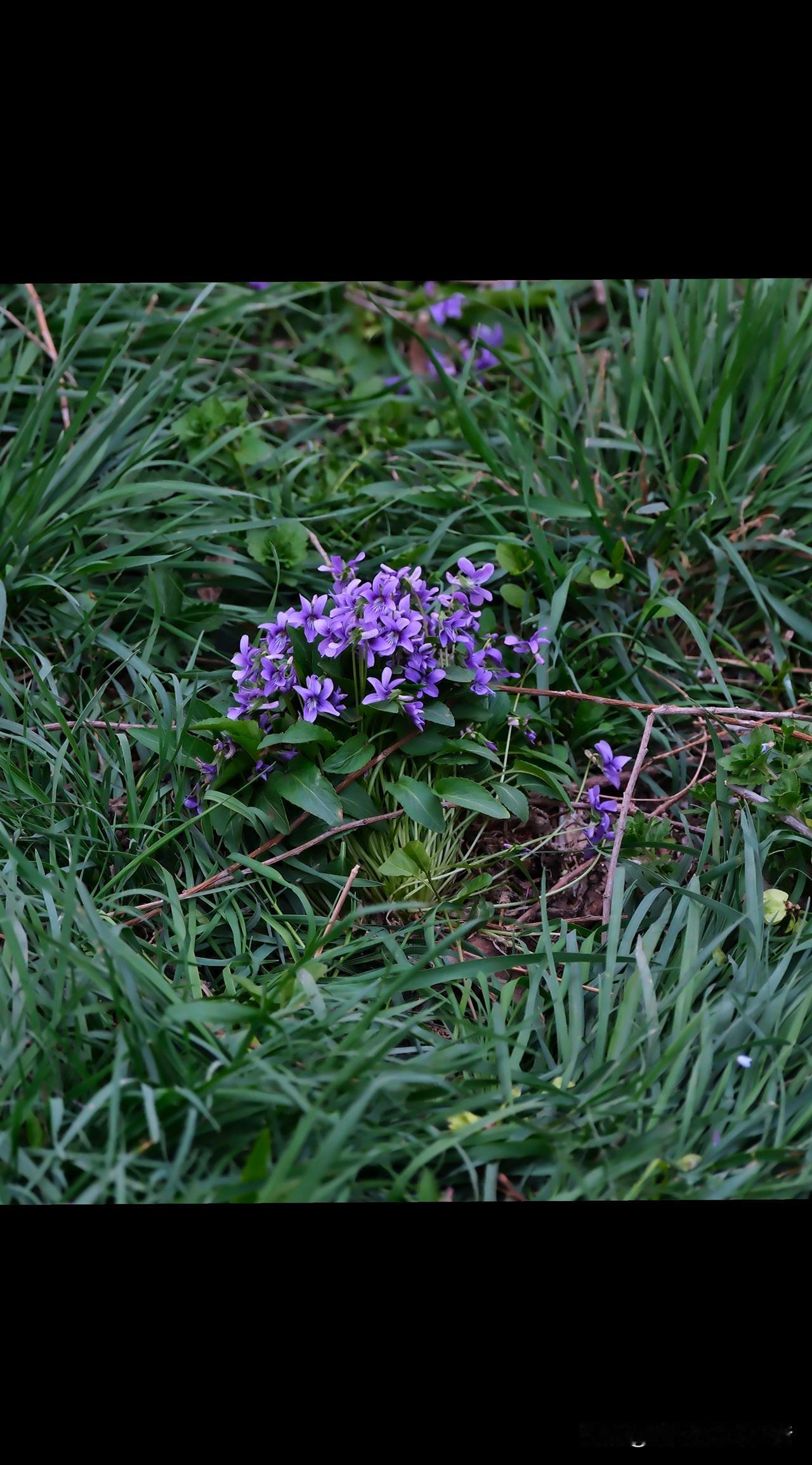 四月
门前老树画黄青
梅芽初生
新叶换幽香

枯寂醒
物华彰彰
月季粉苞待嫁
枝