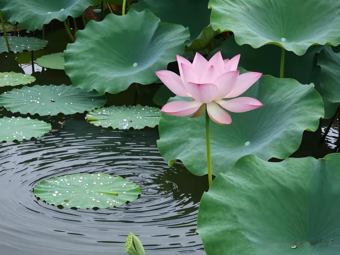 沁园春·端午抒怀
（词林正韵）
五月端阳，荷绿榴红，艾菖粽香。
品千年家国，民风