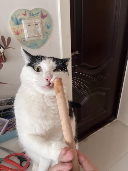 家里来了个笛子演奏家