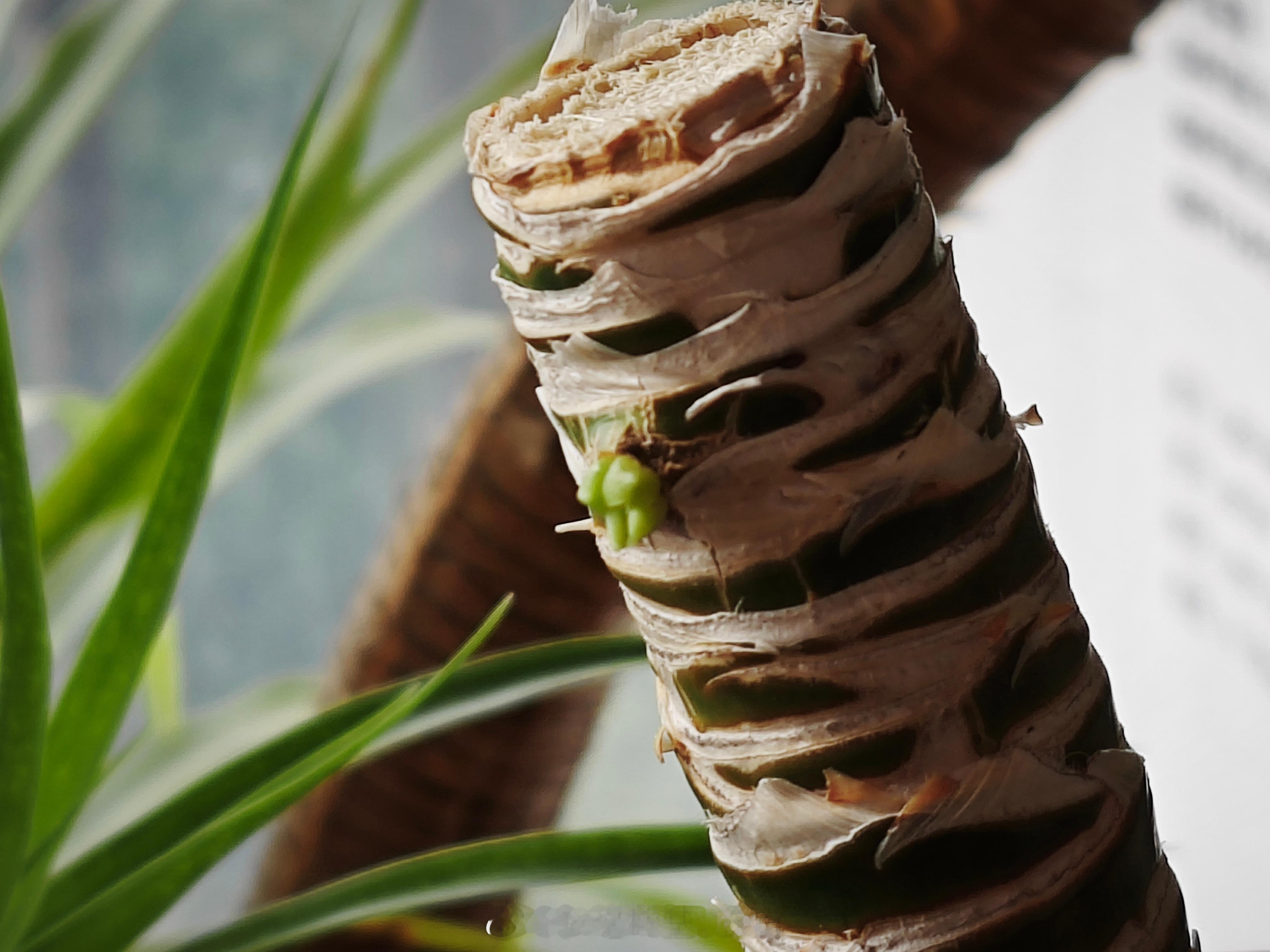 发的小芽真是太可爱了 