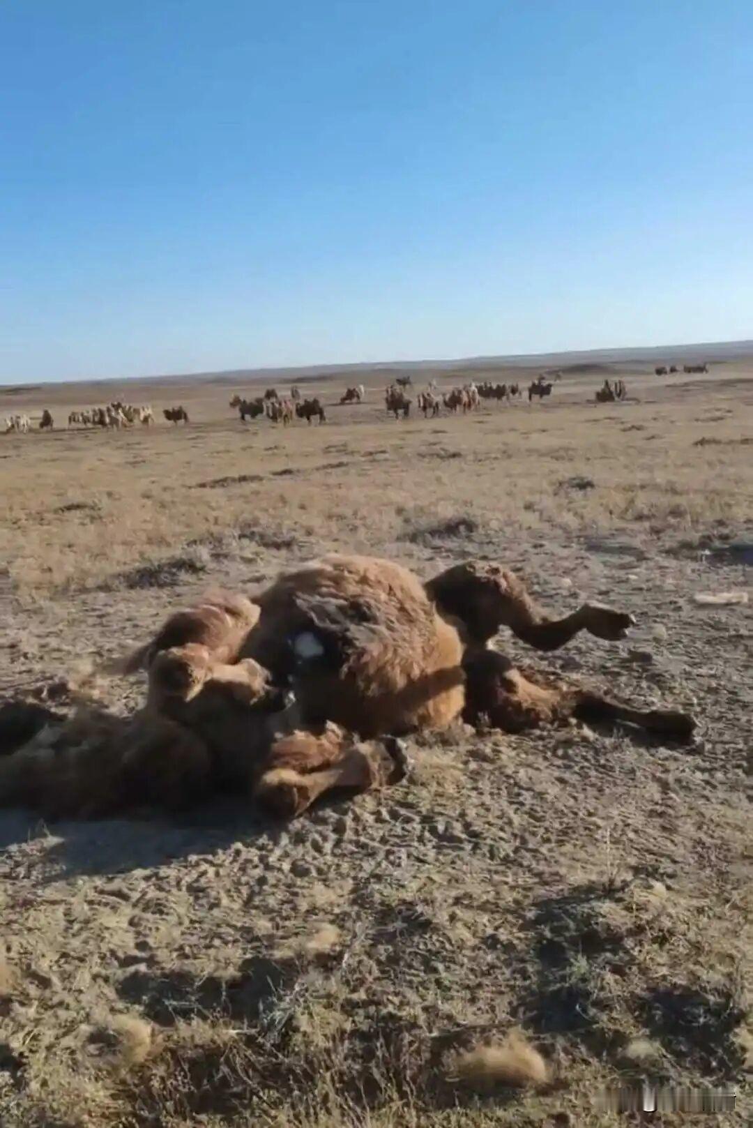 牧民称22头骆驼被狼咬死，最大的有1200多斤损失惨重。打狼犯法，不知道狼咬人的