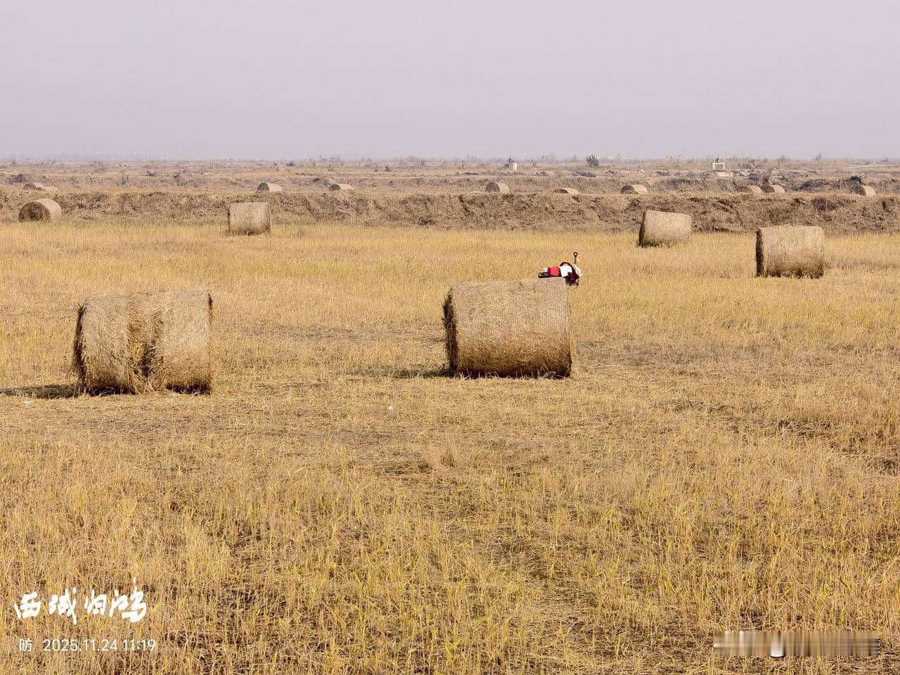 一样的黄，不一样的风景，今年东营的冬天有点不一样。