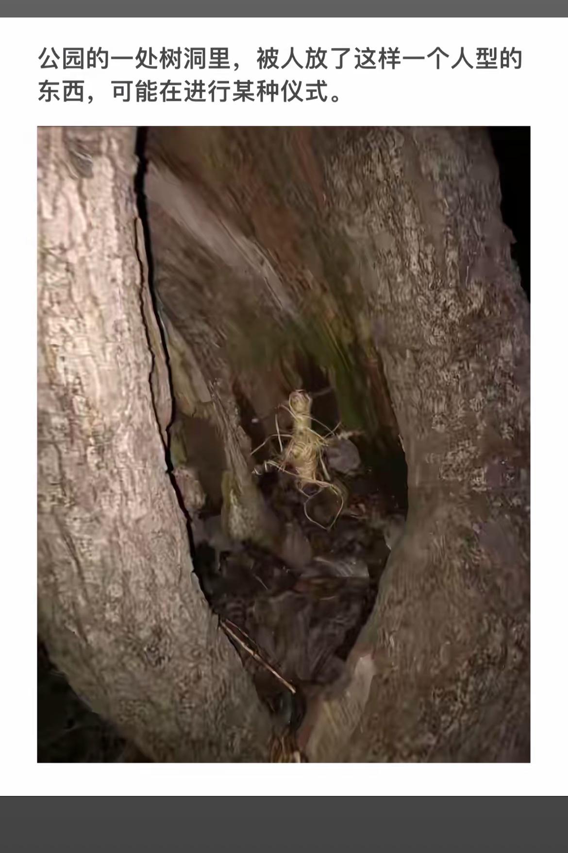 树洞里的人型雕像，神秘仪式感！