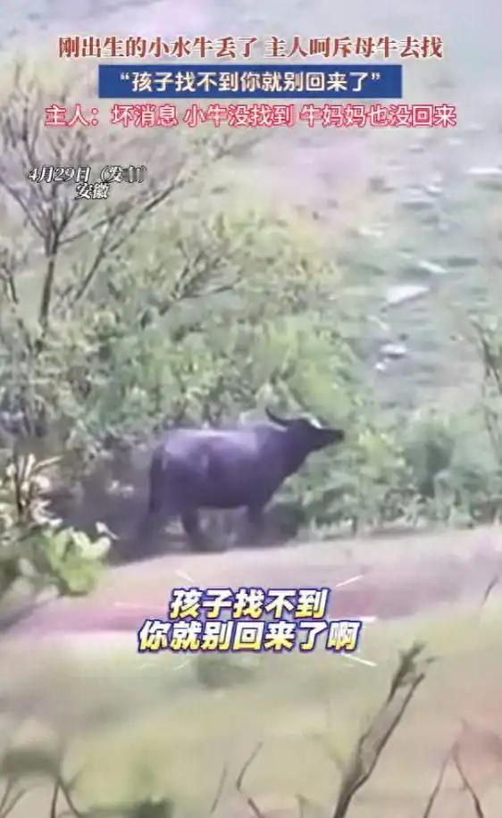 “牛也会赌气？”4月30日，安徽一男子发现刚出生的小牛失踪，对着虚弱的母牛大喊：