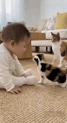 好家伙!
这么懂事的猫猫，你家里有么？