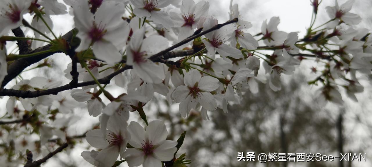 今年春天最想实现的心愿中大奖500W