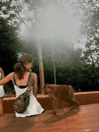 这只小猴子真是够顽皮的了，对游客做出来的一些动作令人匪夷所思，也许这东西太聪明了