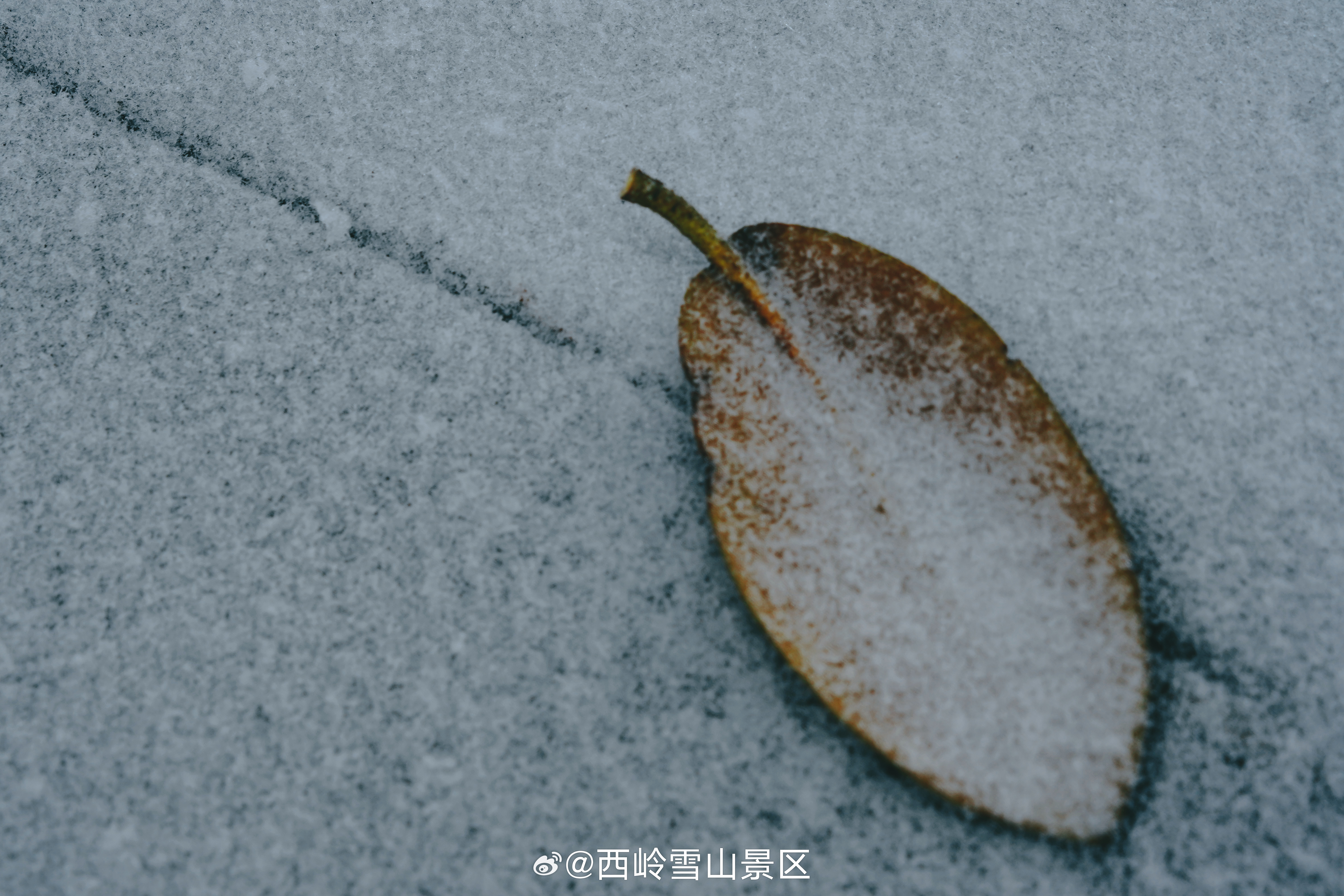 近日成都大降温，国庆期间游西岭，说不定能看到第一场雪！宝子们，一起来猜猜，202