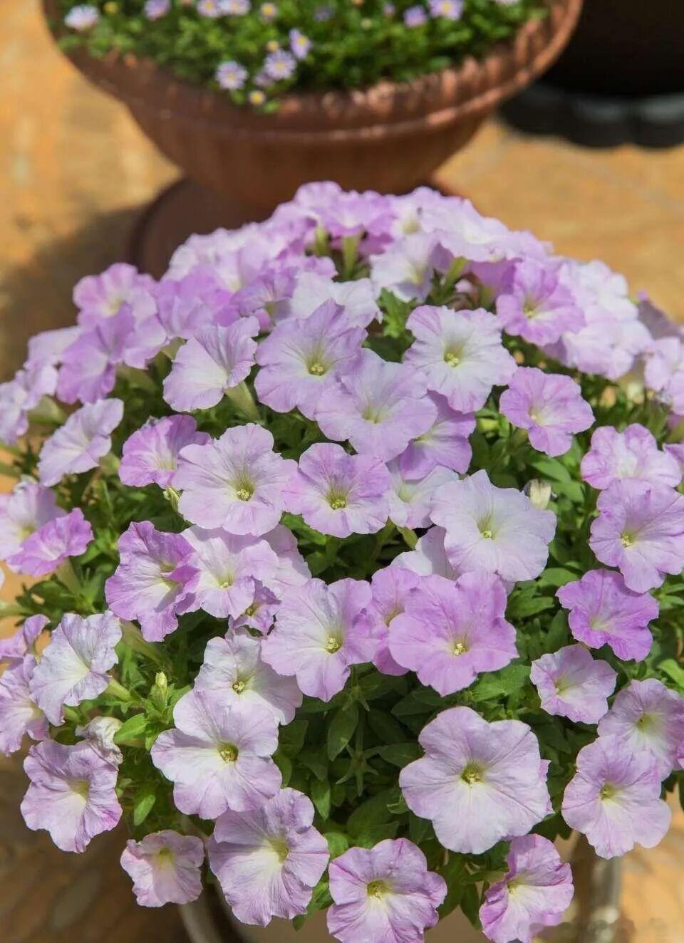 今天分享矮牵牛的种植方法1、小苗期间要注意打顶掐尖有时候我们同样养的两盆矮牵牛，