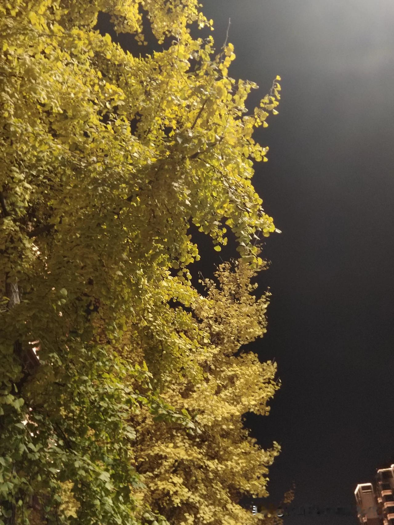**《恋秋札记》**  

秋，是从巷口那株老桂开始的。  

晨起推窗，金桂正