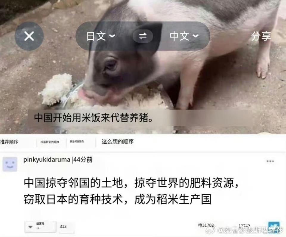 日本人看到中国人用大米饭喂猪，直接破防了！ ​​​