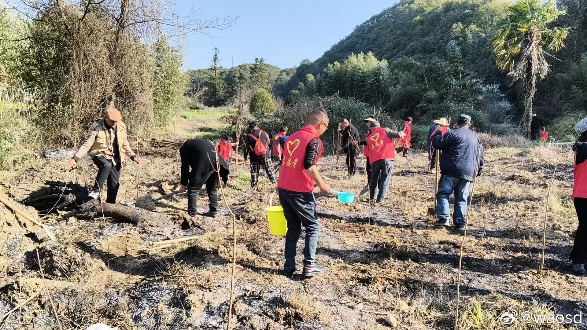 跨越千里，这一抹“中国红”在景德镇扎根一株来自甘肃的极危物种在此扎根这个植树节，