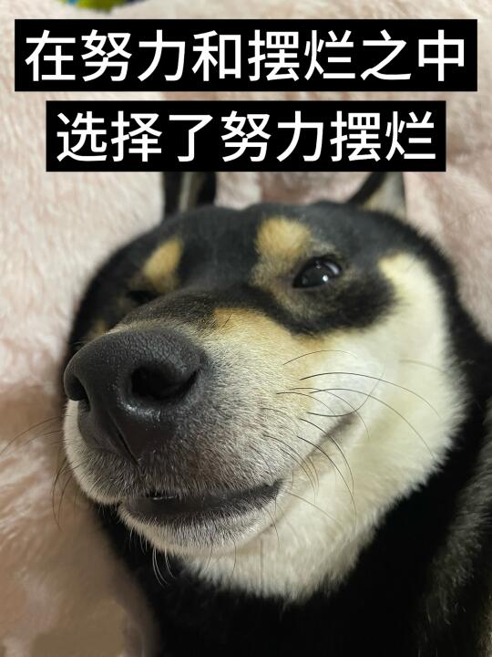 人生不摆烂快乐少一半