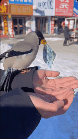 鸟居然会偷钱！