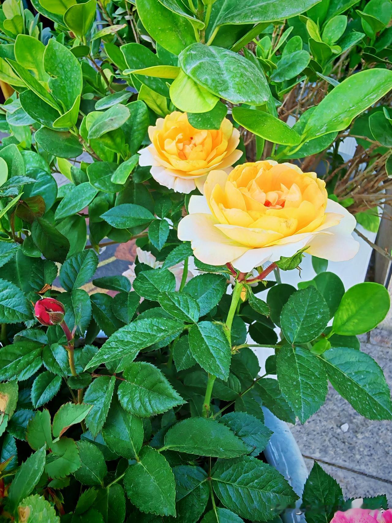真心话茶局