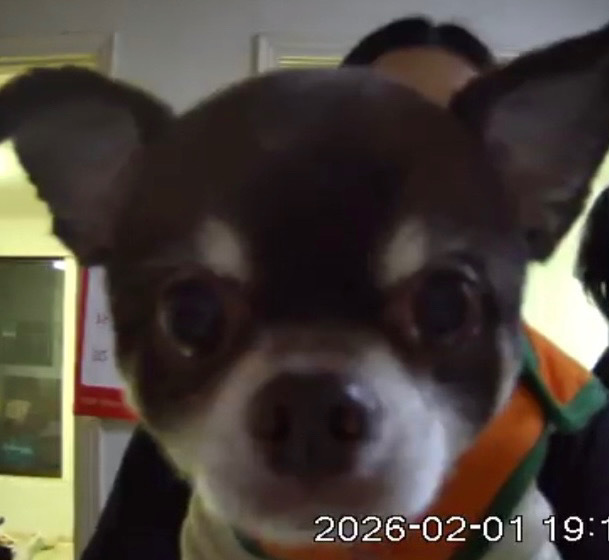 最可爱的洗袜袜 