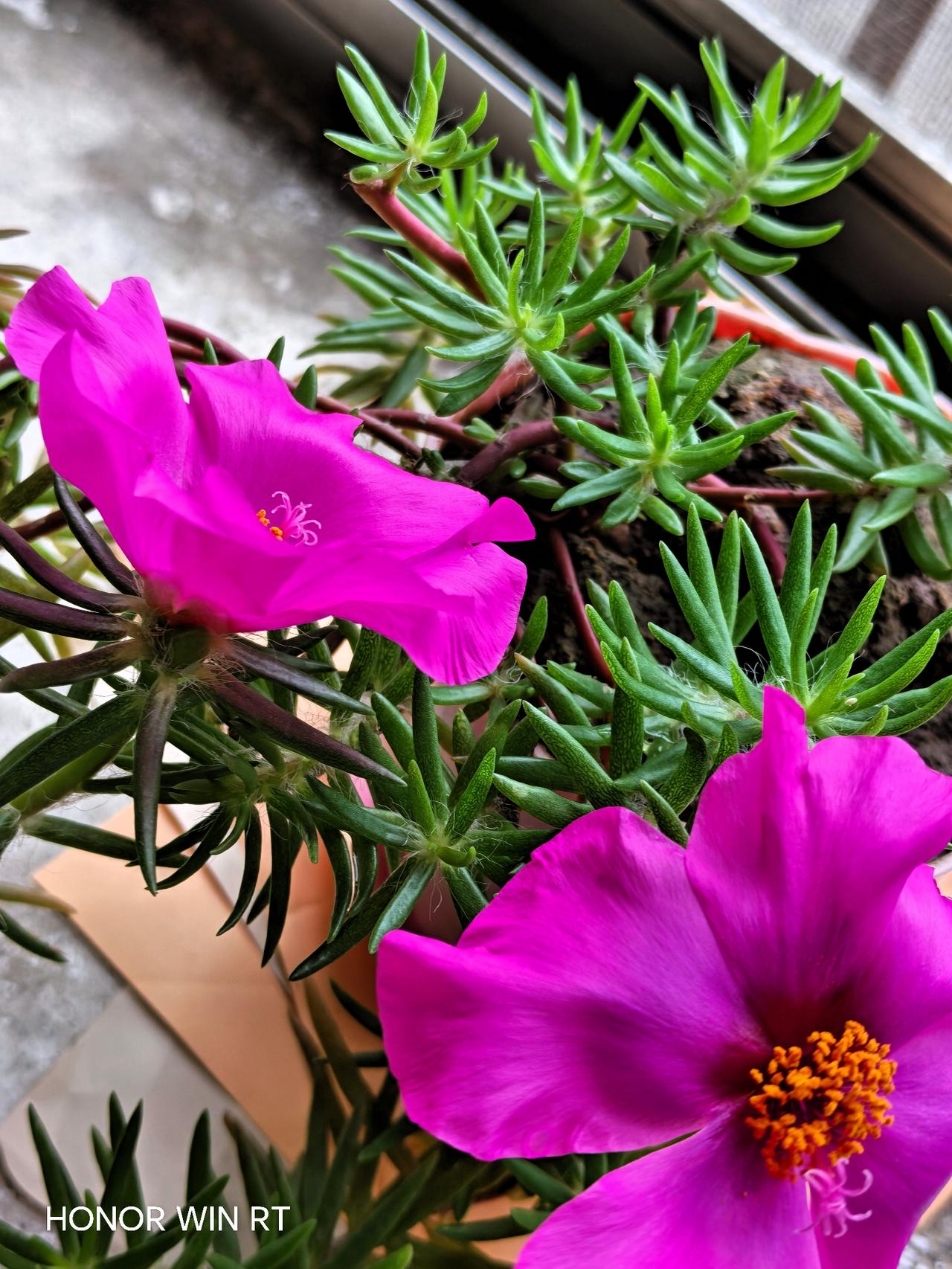 给丝绸一样的花瓣真美！
