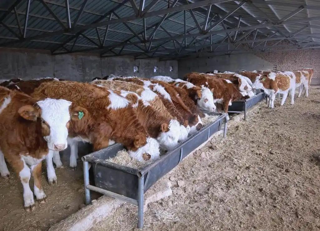 [微风]澳洲牛肉加征55%关税全民吃肉要涨价？读懂配额规则货源价格，才懂新政只为