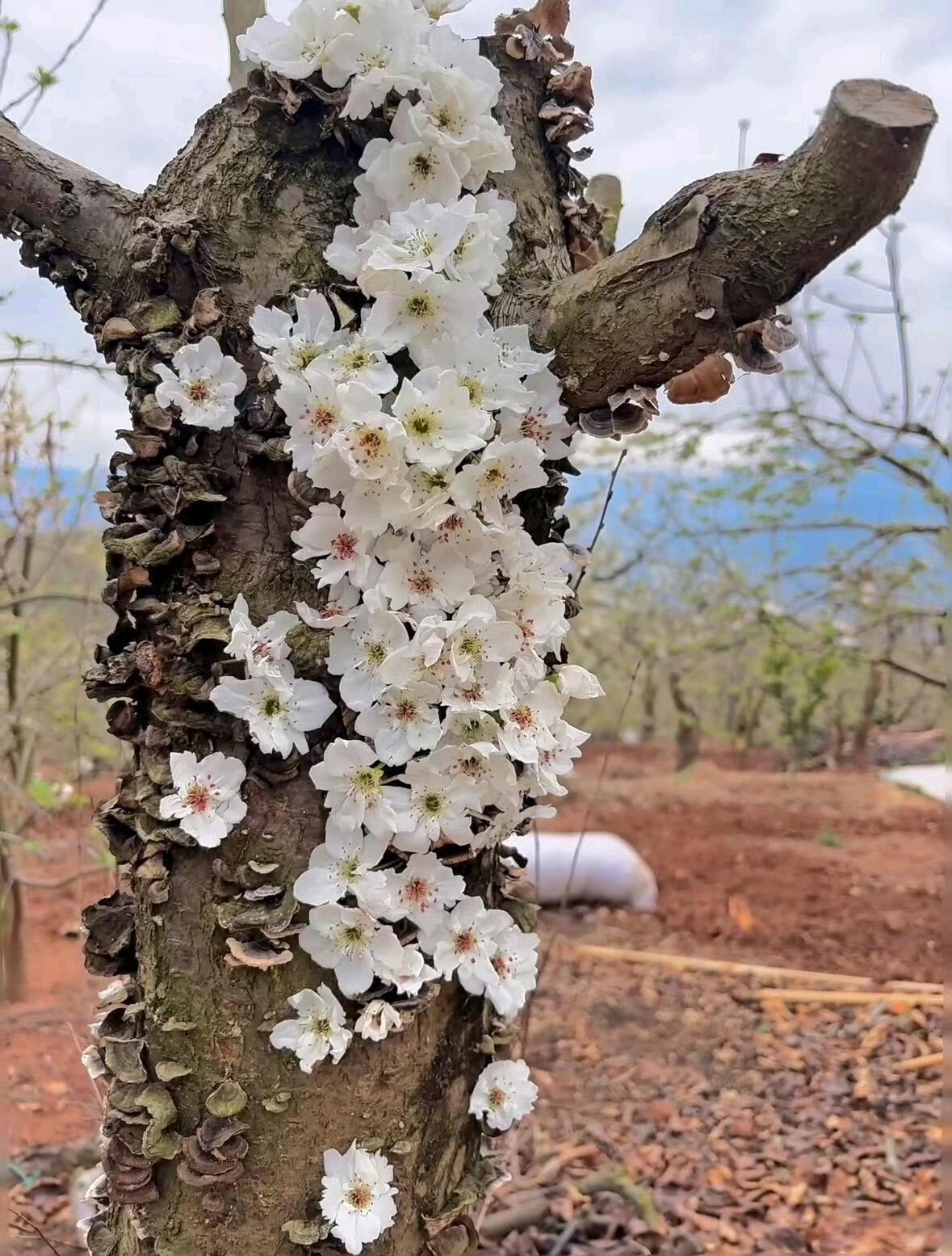 第一次看见这样的开花树