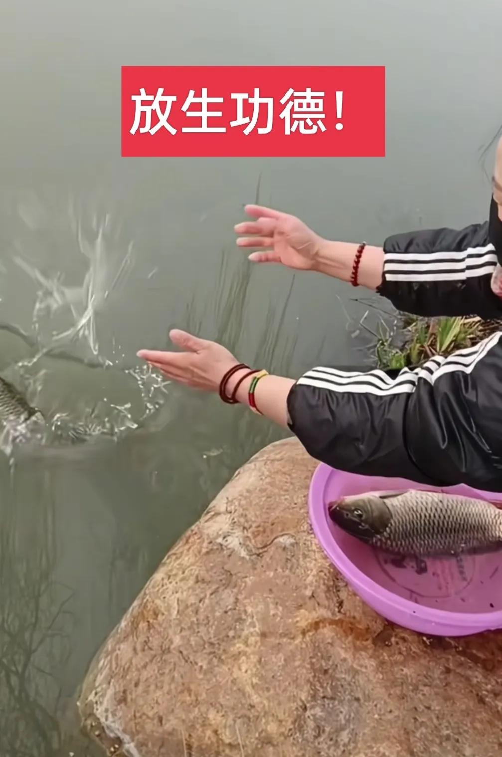 放生鲤鱼！心善之人天佑之！从市场解救几条大鲤鱼，让它们回归大自然，自由自在地游泳