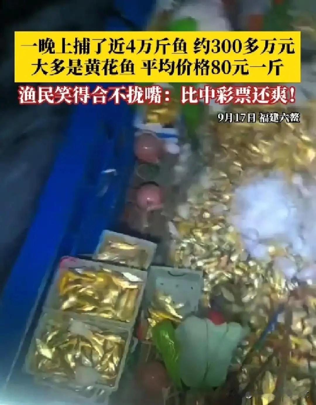 9月17日，福建六鳌的渔民们迎来了一场“渔获狂欢”——一晚上捕获近4万斤黄花鱼，