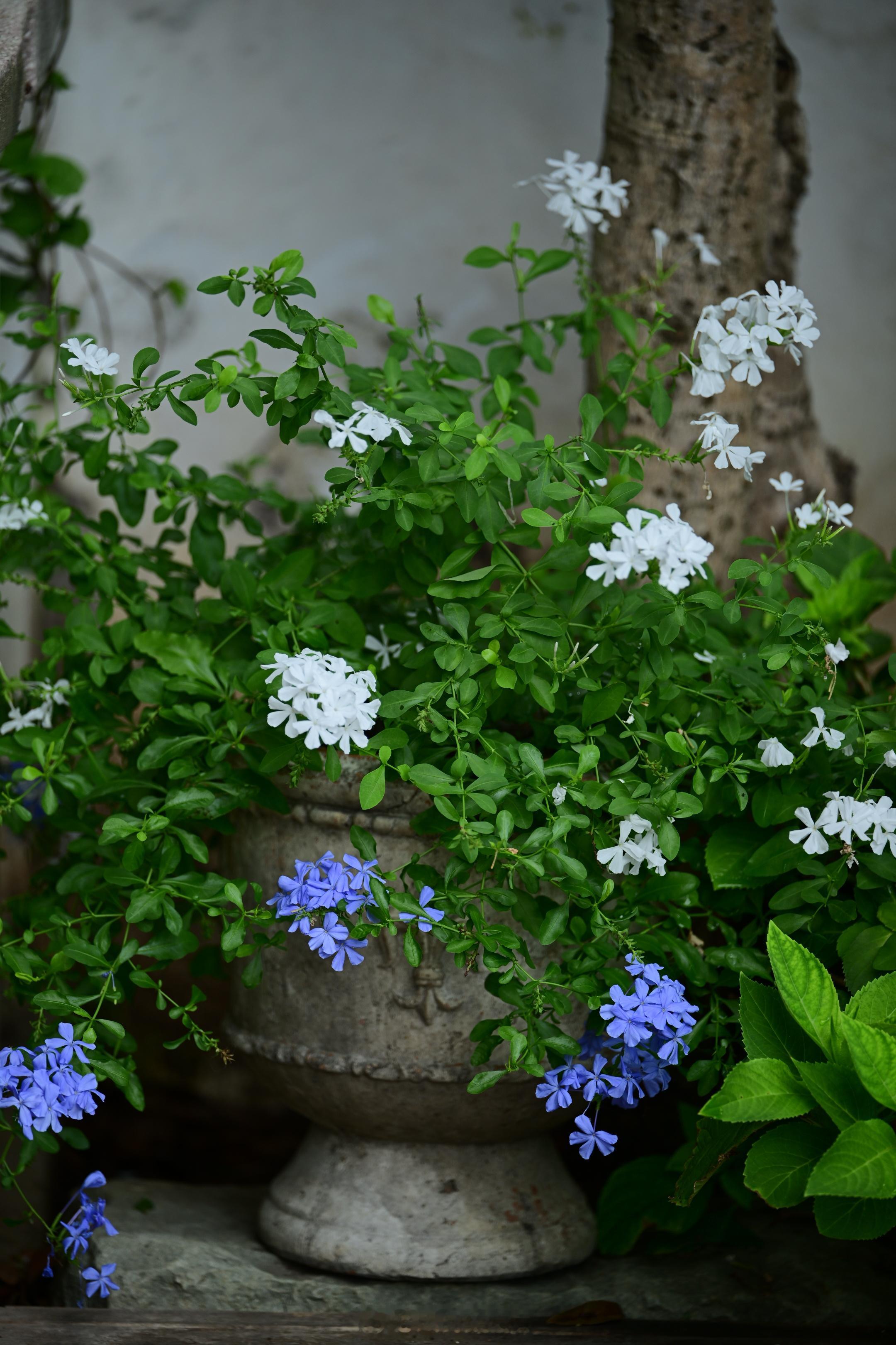 高温渐散，小院的蓝白雪花到了盛花期。从夏到秋，蓝白色的浪漫一直萦绕。植物
