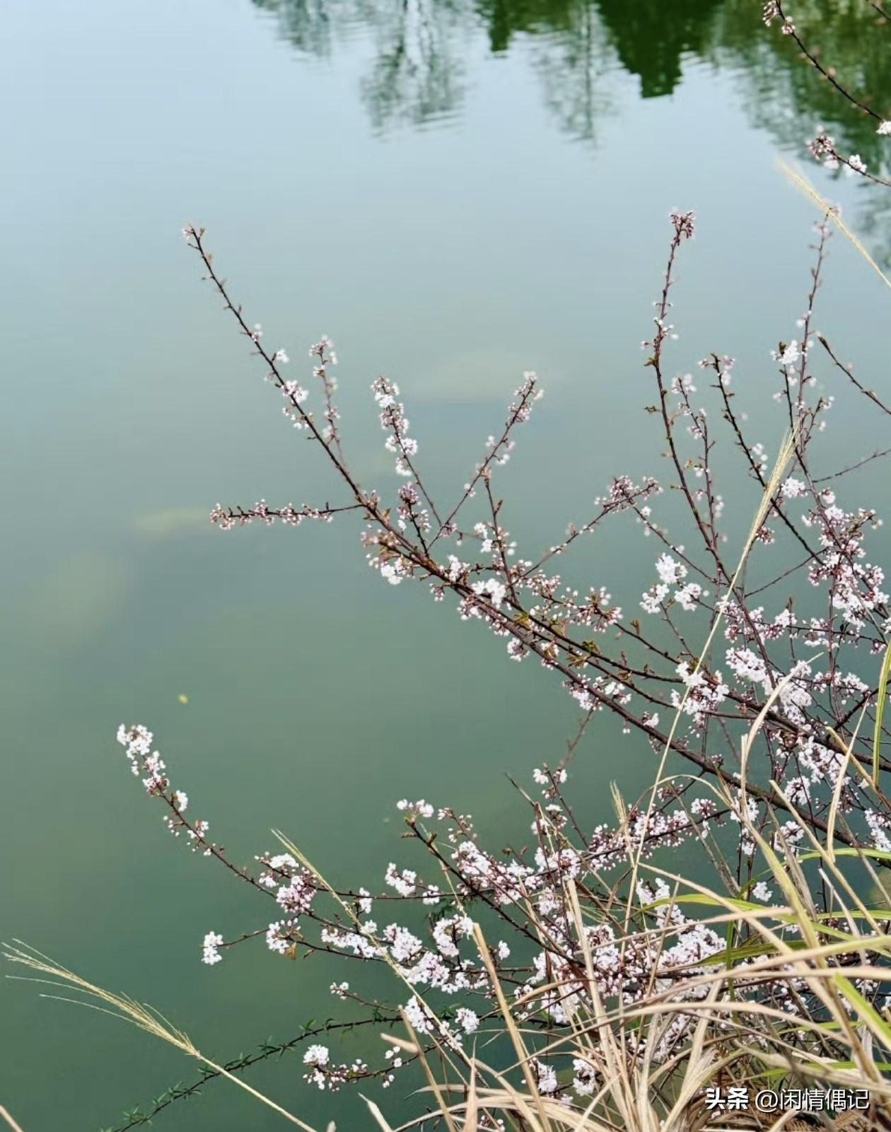 杨绛先生说过:人要学会装傻，有时候知道的多了，未必是好事，发现了真相，疼的是心，