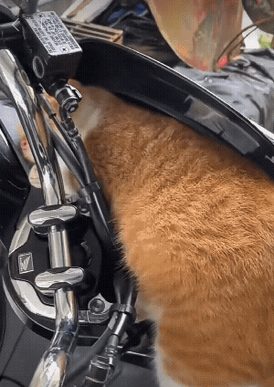 有你的气味让它很安心，能踏踏实实的睡觉！[祈祷][玫瑰][赞]