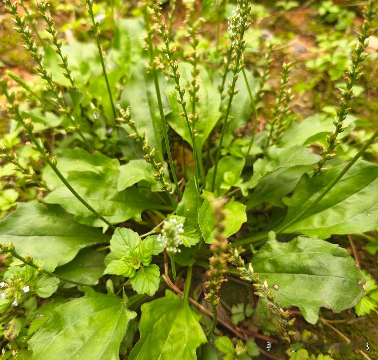 一位49岁的女性执业药师说:
本来我已经放弃考双证的计划了，
可是最近总是看到关