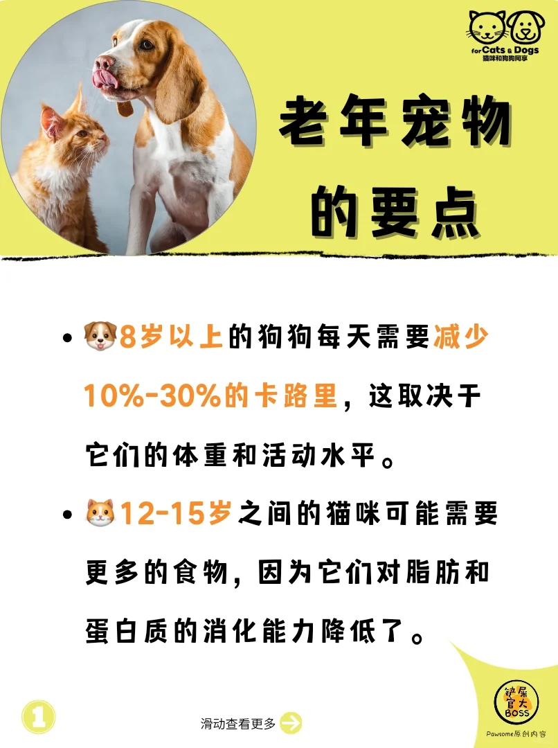老年宠物的要点