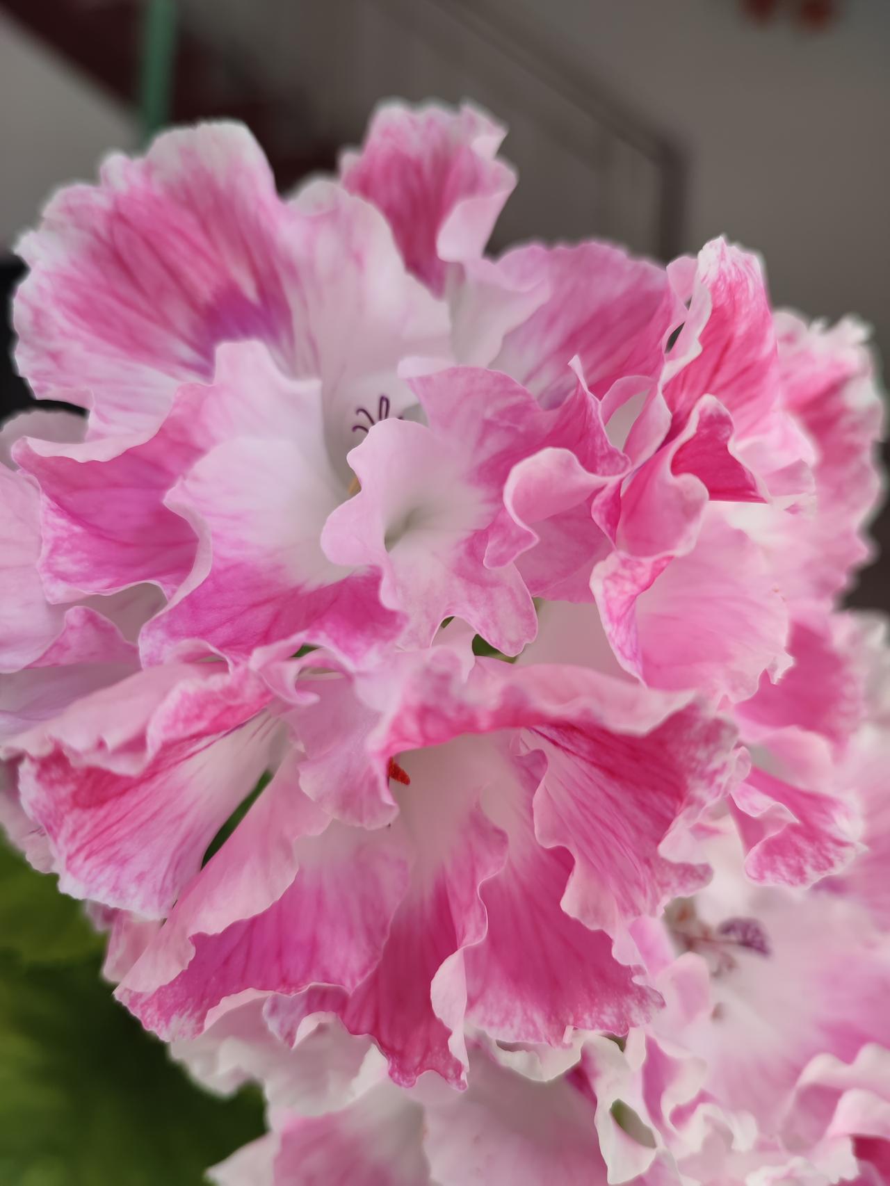 原来洋绣球也可以这样
小时候家家都有洋绣球，
好养活还🈶开不完的花。
我不喜欢