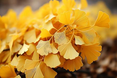 银杏叶是大自然写给世界最温暖的情书
温暖又明亮，
瞬间点亮了略显萧瑟的时节，
温