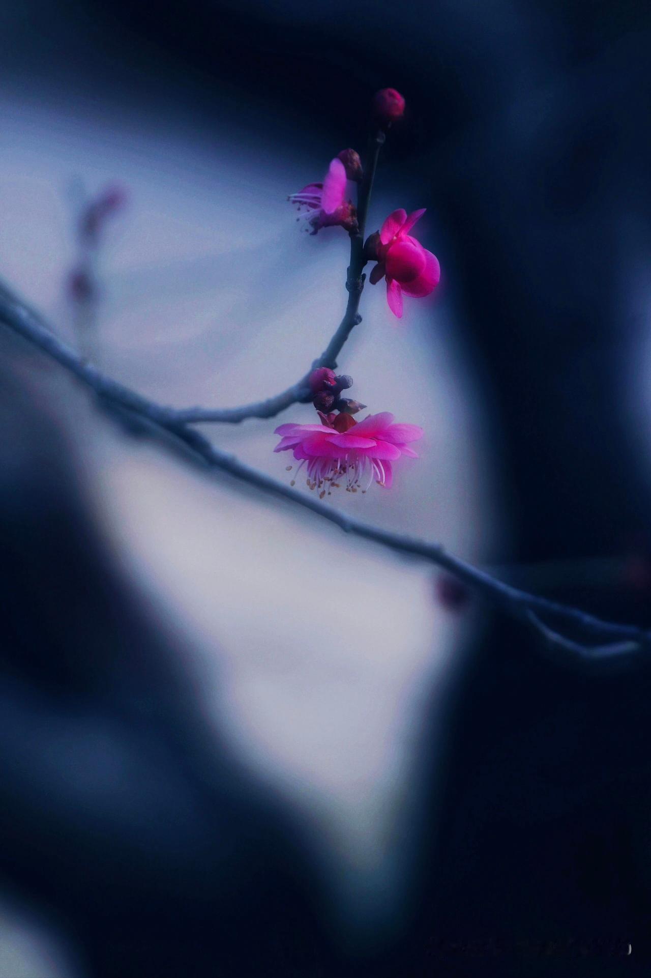 别再只练肌肉了！劲力的真正发动机，是筋膜。

传统观念认为，力量来自肌肉收缩。但