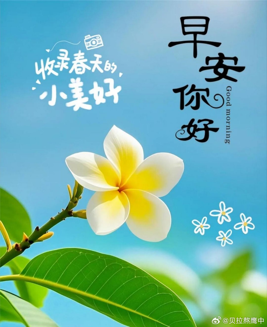 早安 清晨推开窗接住阳光，不必追赶别人的步伐，走好自己节奏就好。早安 