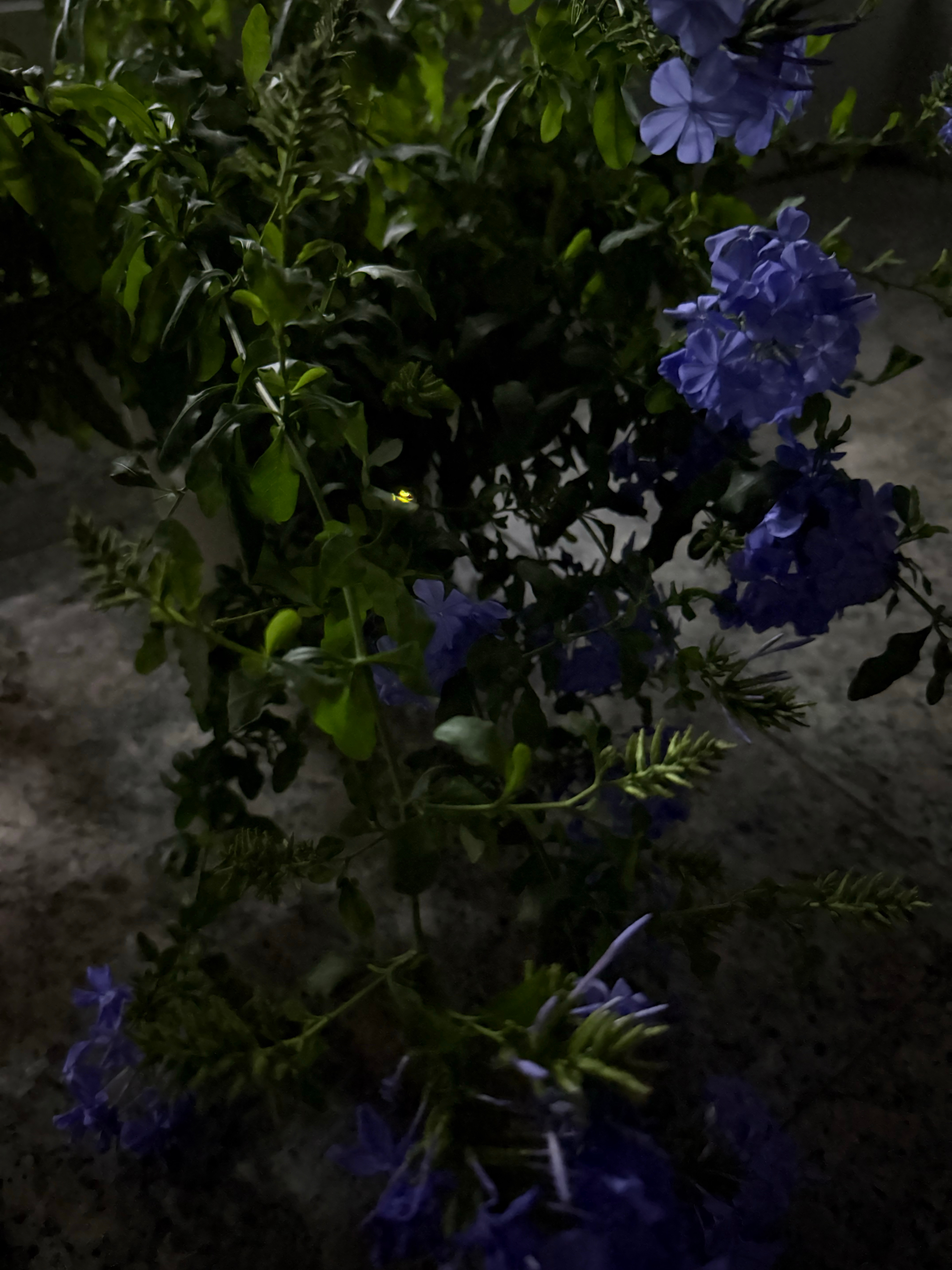 萤火虫好久不见了 