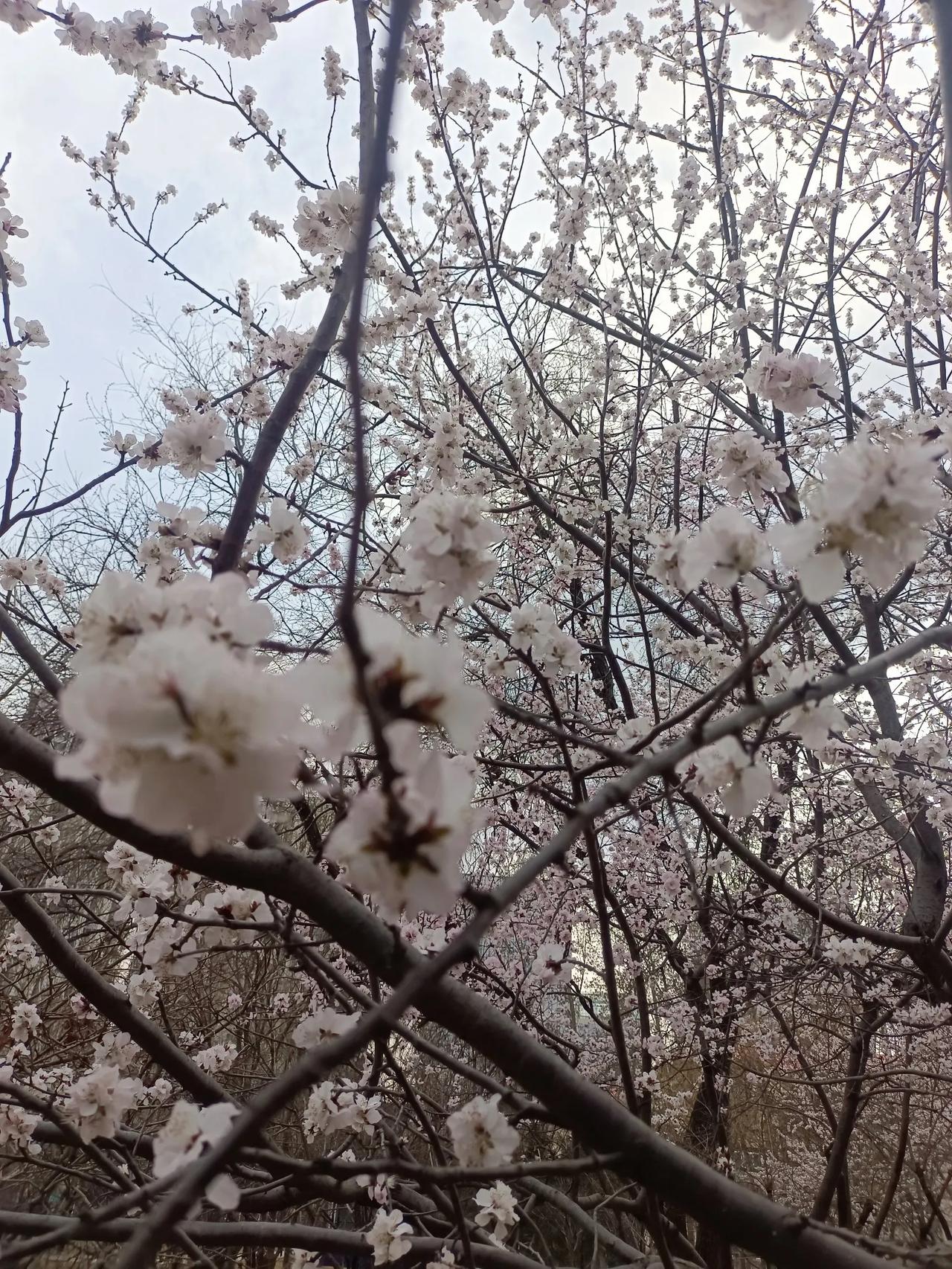 我的宝藏兴趣公园景色桃花开了蜿蜒曲折小路
