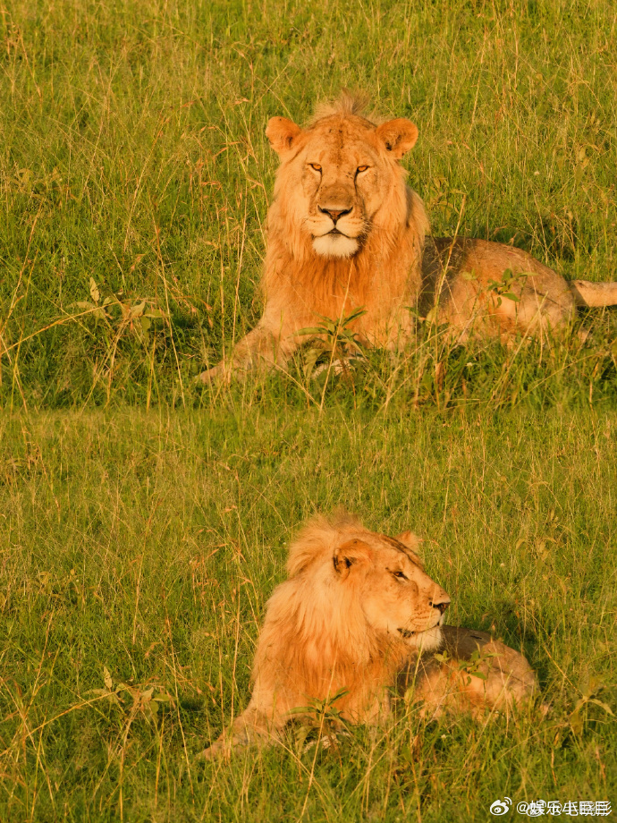 毛晓彤去了坦桑尼亚看狮子毛晓彤在坦桑尼亚草原的样子也太美好了！粉发亮眼举止随性，