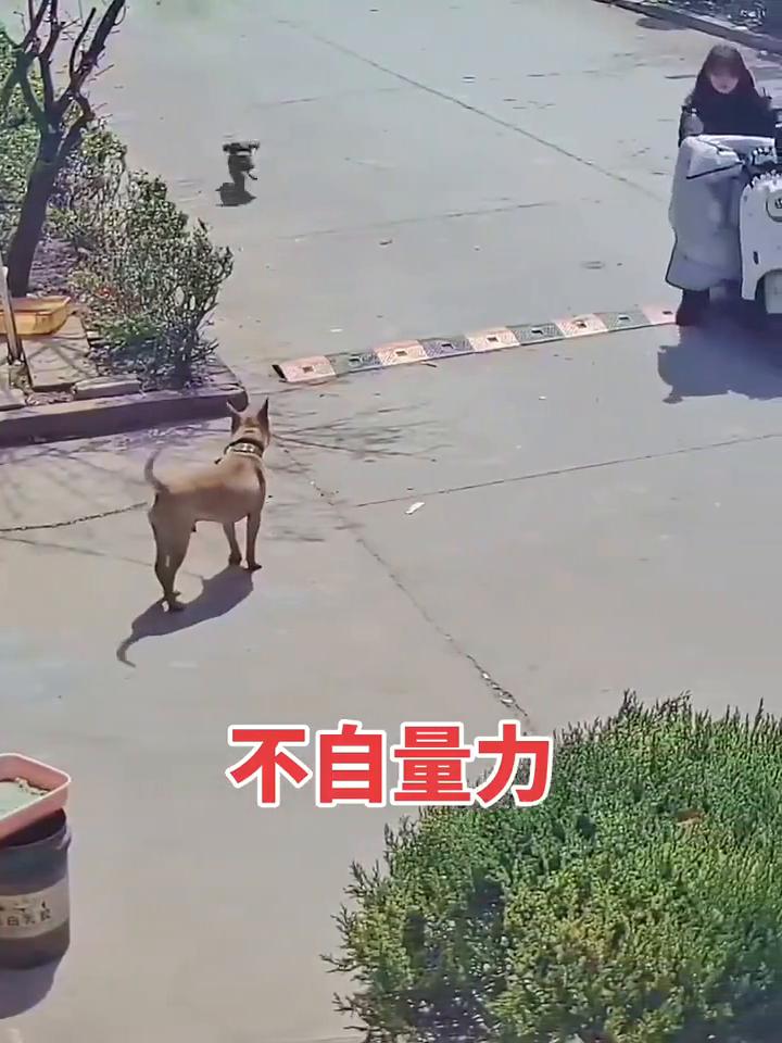 不自量力。
