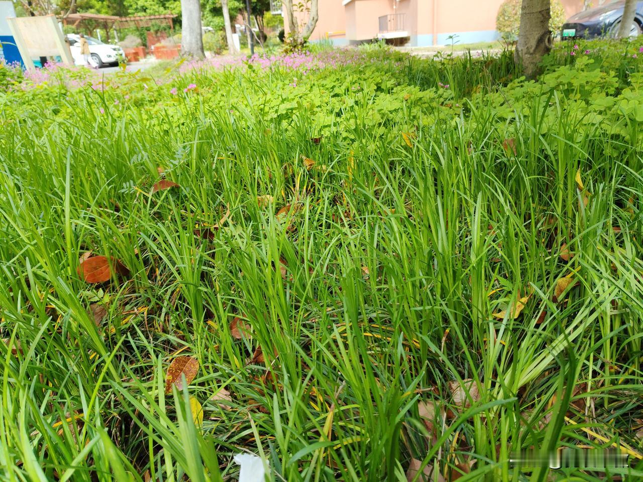 发一张你相册最绿的图片满园绿色关不住