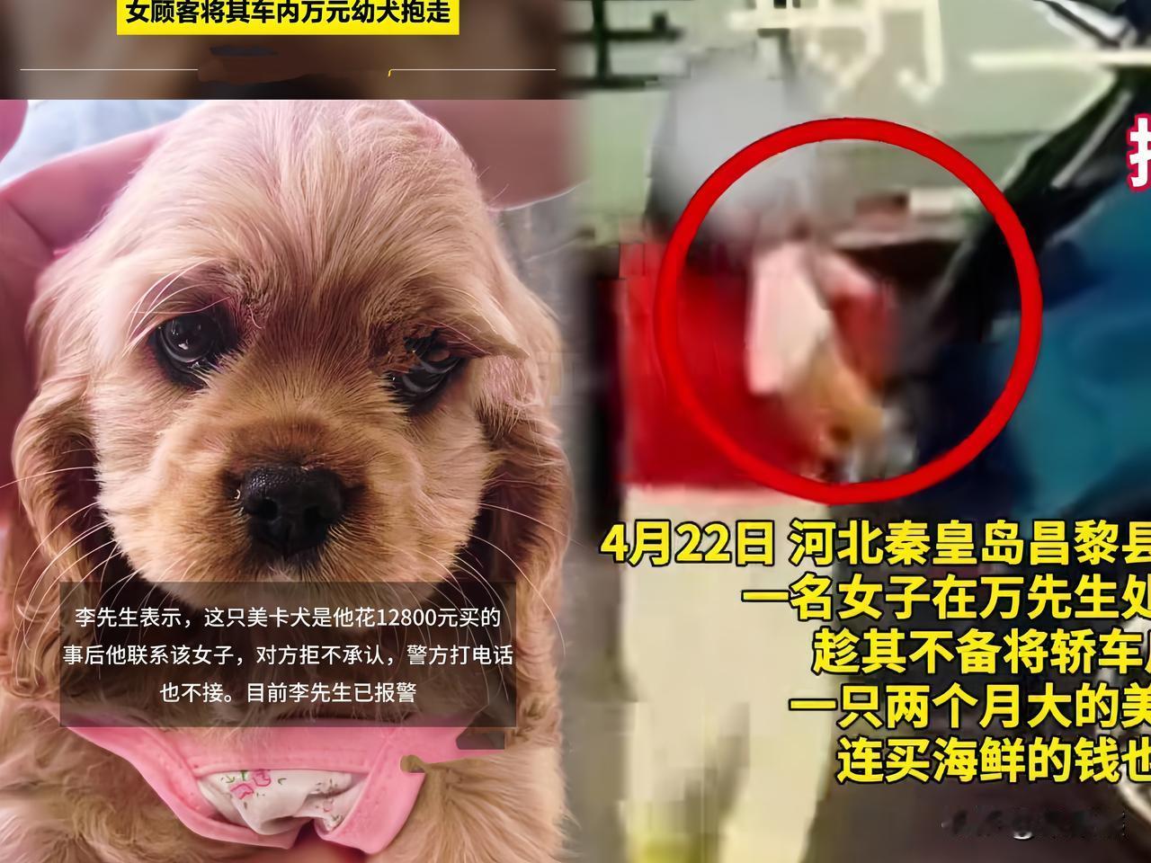 买海鲜逃单我忍了
顺走店主价值12800块的小狗我也忍了
拒接帽子叔叔电话我真是